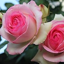 Amazon.co.jp: ＼当店オリジナル仕様／ バラ苗 ブラスバンド 8号鉢